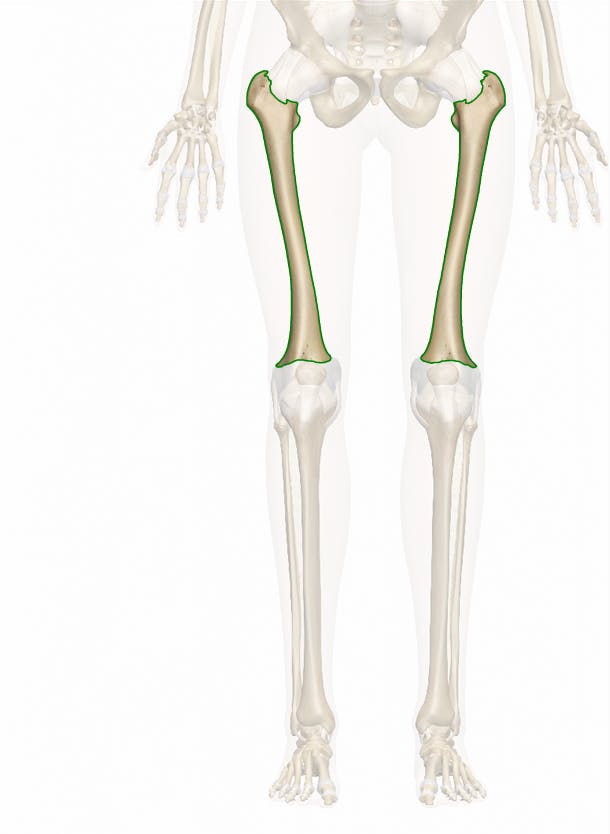 The Femur Anatomy and 3D Illustrations